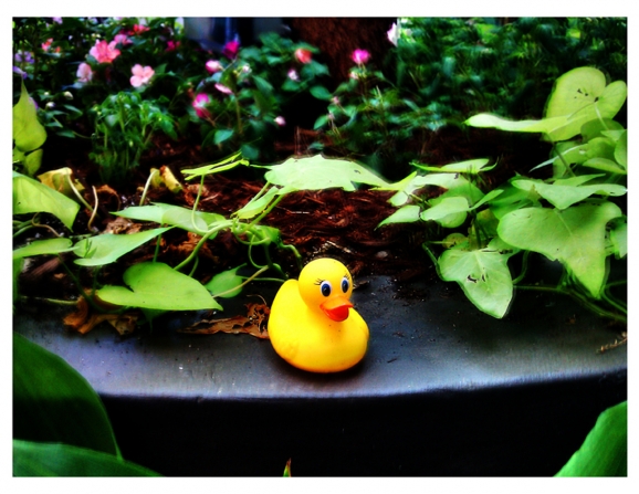 Lost Duck by Brian Nelson Lost Duck